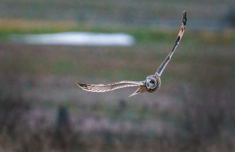 Short-eared Owl 2526.jpg :: Short-eared Owl (Asio flammeus) Freedom Township Grasslands, Adams County, Pennsylvania