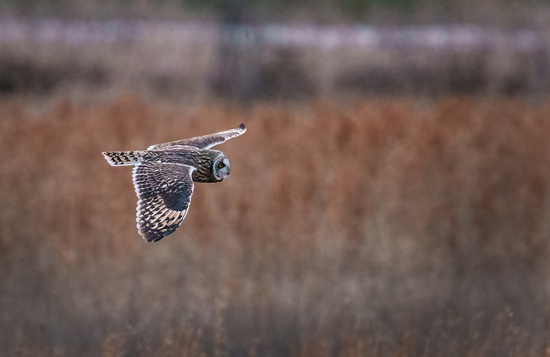 Short-eared Owl 2527.jpg :: Short-eared Owl (Asio flammeus) Freedom Township Grasslands, Adams County, Pennsylvania