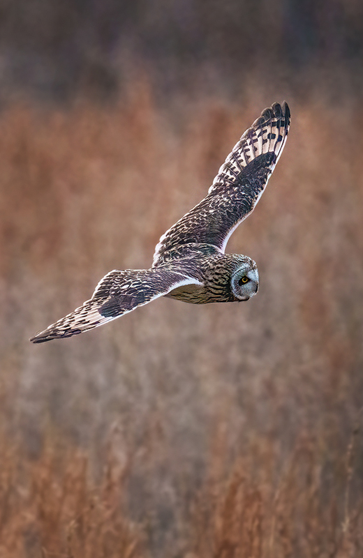 Short-eared Owl 2528.jpg :: Short-eared Owl (Asio flammeus) Freedom Township Grasslands, Adams County, Pennsylvania