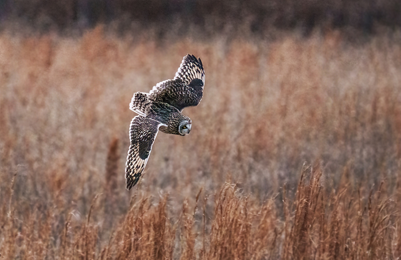 Short-eared Owl 2529.jpg :: Short-eared Owl (Asio flammeus) Freedom Township Grasslands, Adams County, Pennsylvania