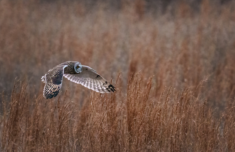 Short-eared Owl 2530.jpg :: Short-eared Owl (Asio flammeus) Freedom Township Grasslands, Adams County, Pennsylvania