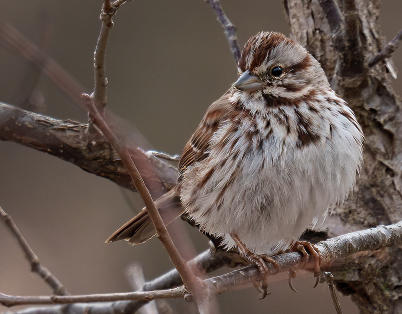 Song Sparrow 2301.jpg :: Swamp Sparrow (Melospiza georgiana) Union Mills Wetland, Carroll County, Maryland