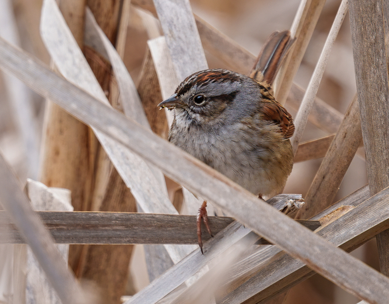 Swamp Sparrow 2301.jpg :: Swamp Sparrow (Melospiza georgiana) Union Mills Wetland, Carroll County, Maryland