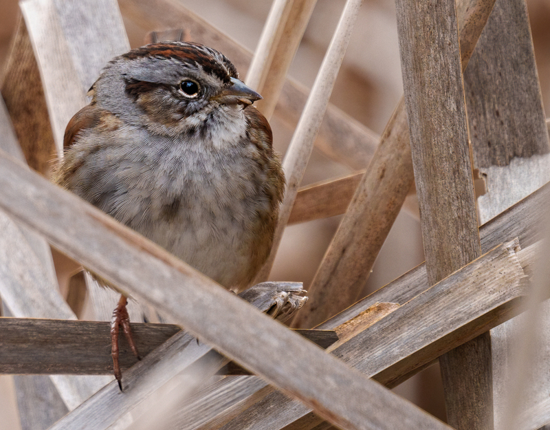 Swamp Sparrow 2302.jpg :: Swamp Sparrow (Melospiza georgiana) Union Mills Wetland, Carroll County, Maryland