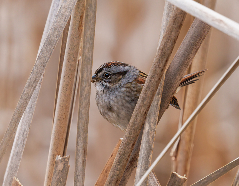 Swamp Sparrow 2303.jpg :: Swamp Sparrow (Melospiza georgiana) Union Mills Wetland, Carroll County, Maryland