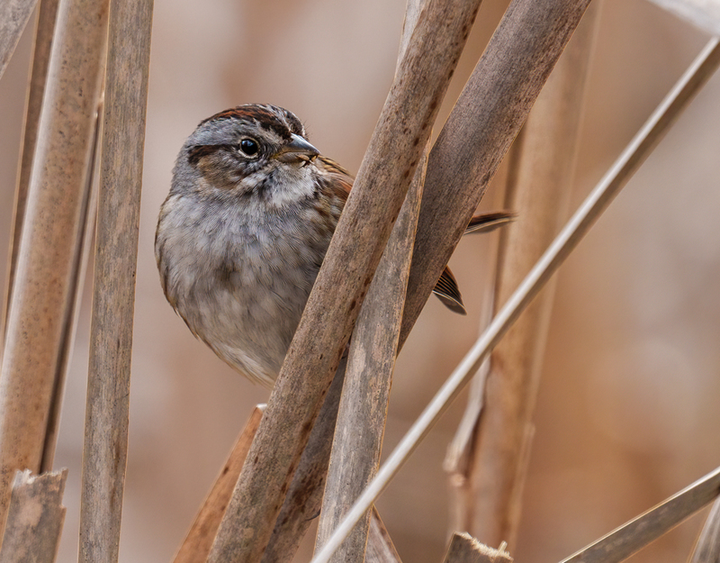 Swamp Sparrow 2304.jpg :: Swamp Sparrow (Melospiza georgiana) Union Mills Wetland, Carroll County, Maryland
