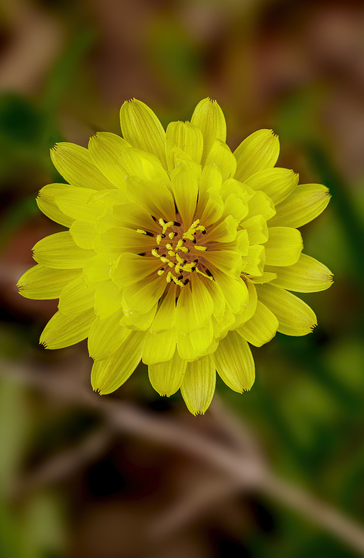 Texas Dandelion - Pyrrhopappus carolinianus 2101.jpg :: Texas Dandelion (Pyrrhopappus carolinianus) Brazoria County, Texas