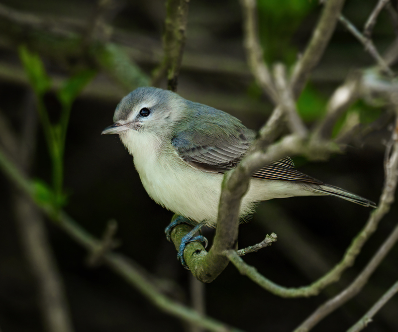 Warbling Vireo 2301.jpg