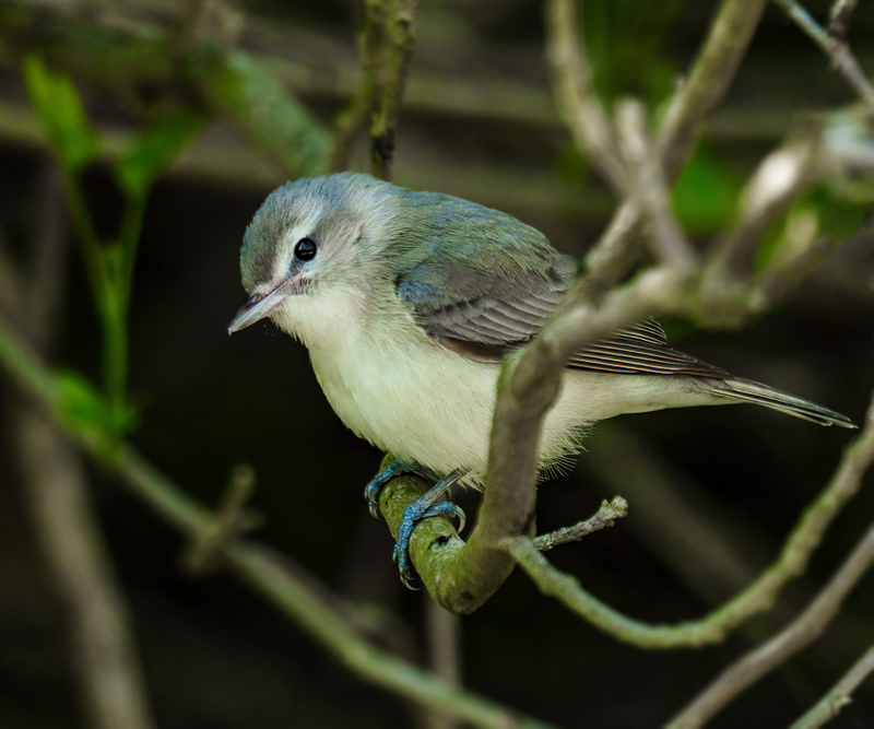 Warbling Vireo 2302.jpg