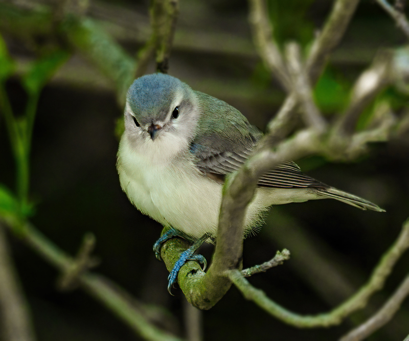 Warbling Vireo 2303(1).jpg