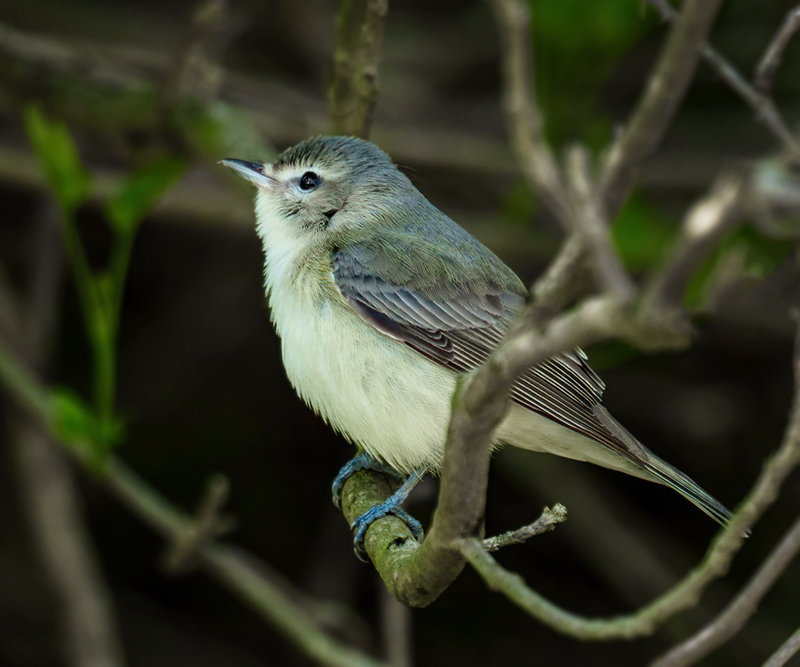 Warbling Vireo 2304.jpg