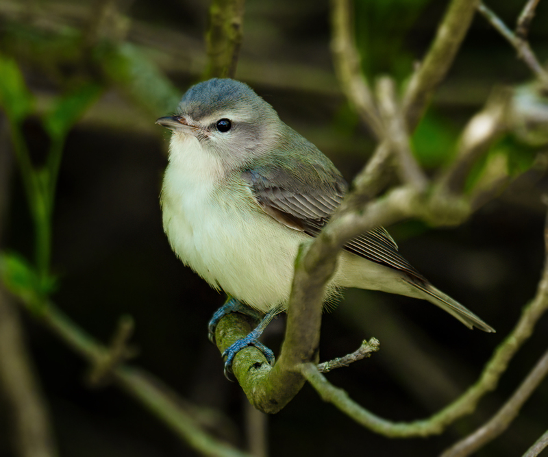 Warbling Vireo 2305.jpg