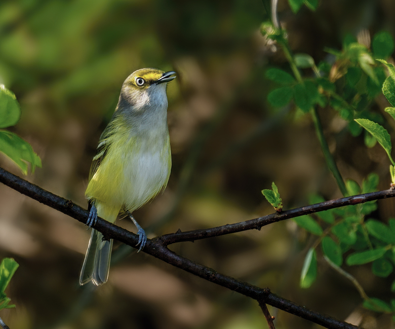 White-eyed Vireo 2301(1).jpg