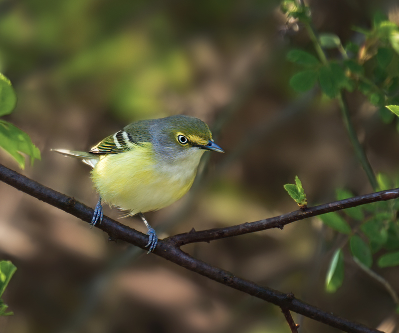 White-eyed Vireo 2302.jpg