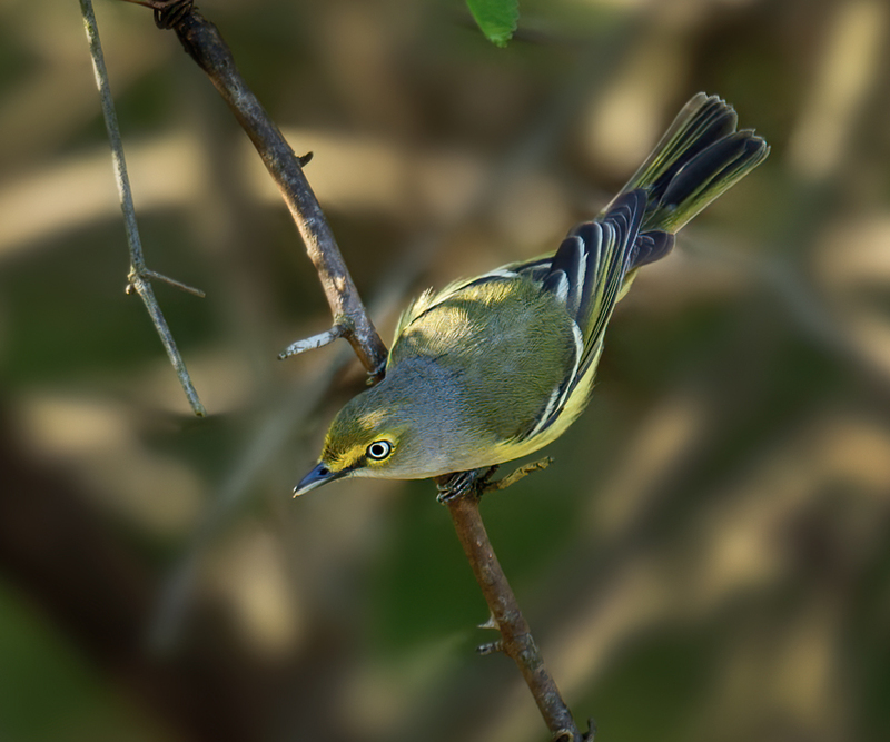 White-eyed Vireo 2303.jpg