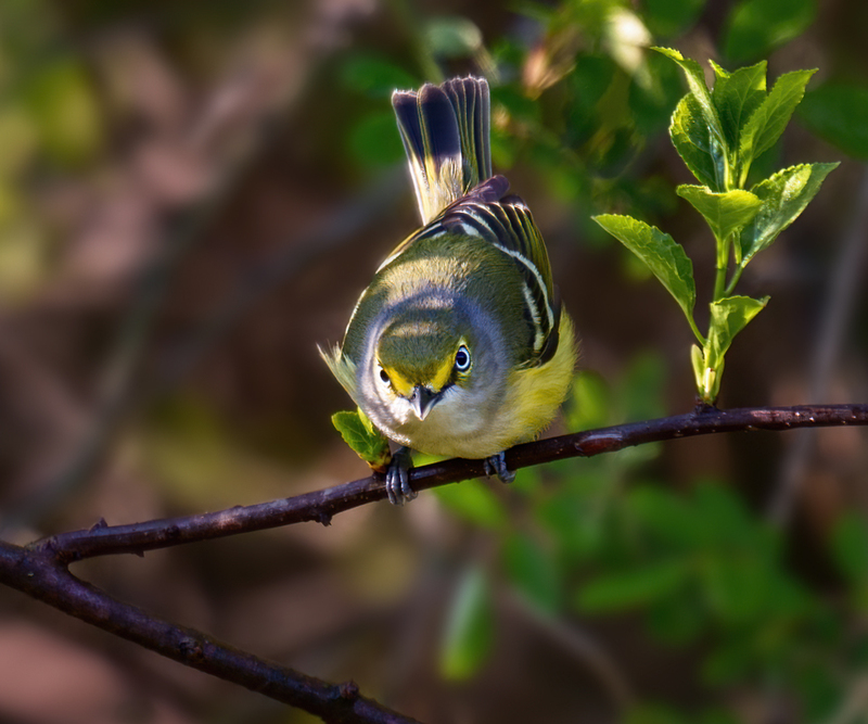 White-eyed Vireo 2304.jpg