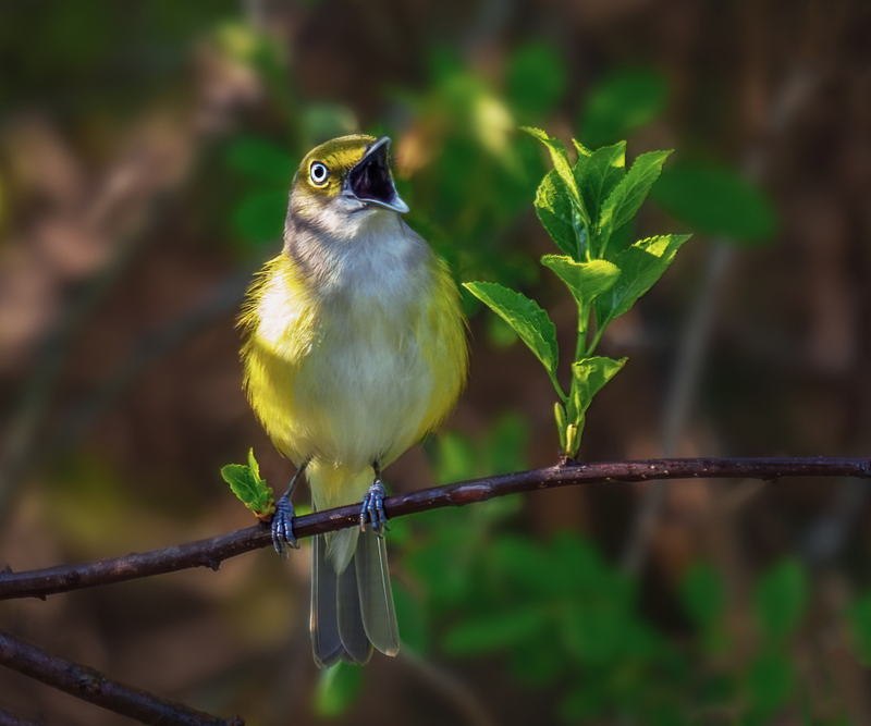 White-eyed Vireo 2305(1).jpg
