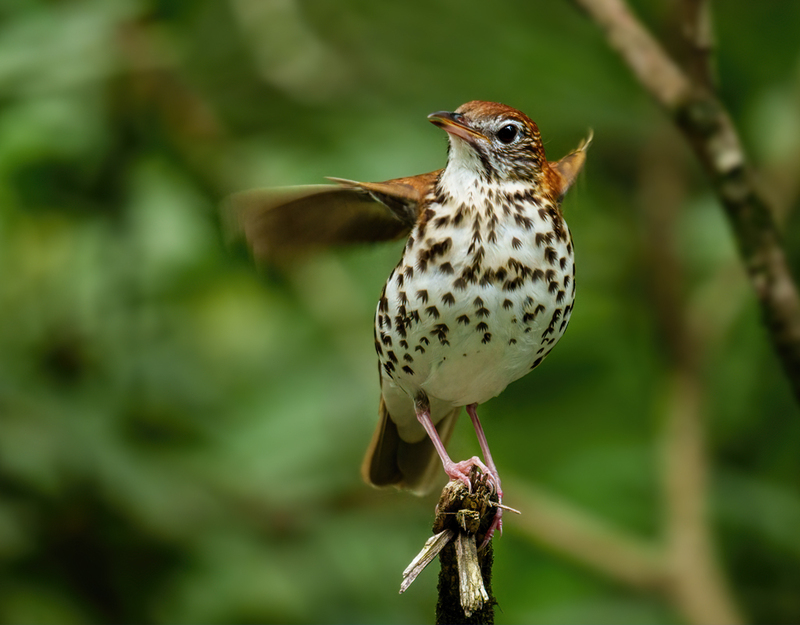 Wood Thrush 2301(1).jpg