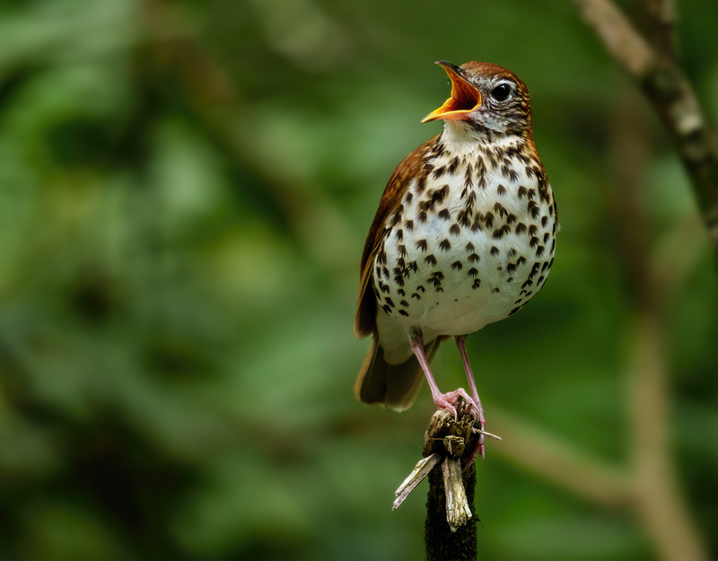 Wood Thrush 2302.jpg