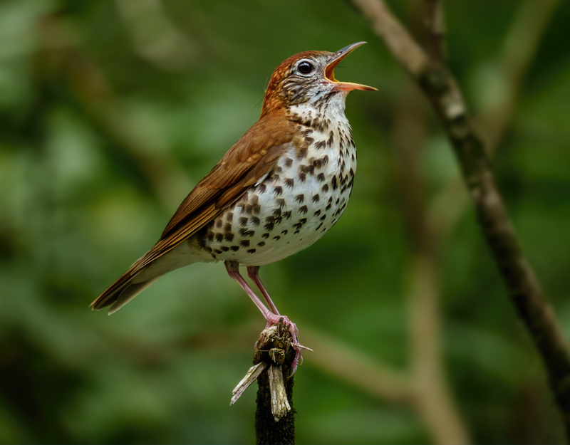 Wood Thrush 2303.jpg