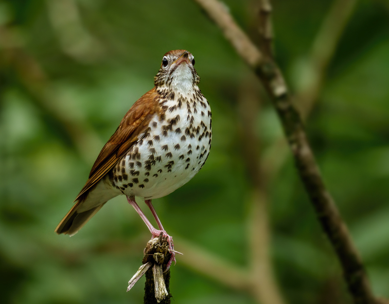 Wood Thrush 2304.jpg