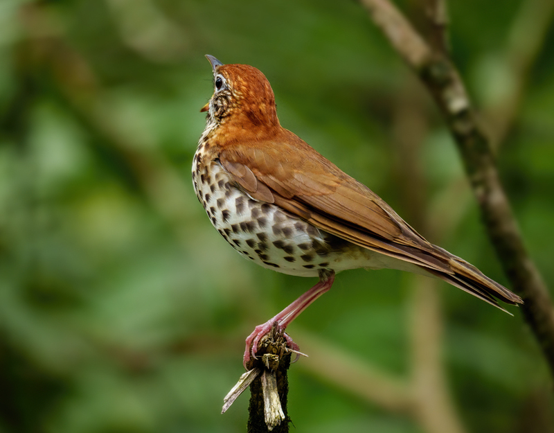 Wood Thrush 2305.jpg