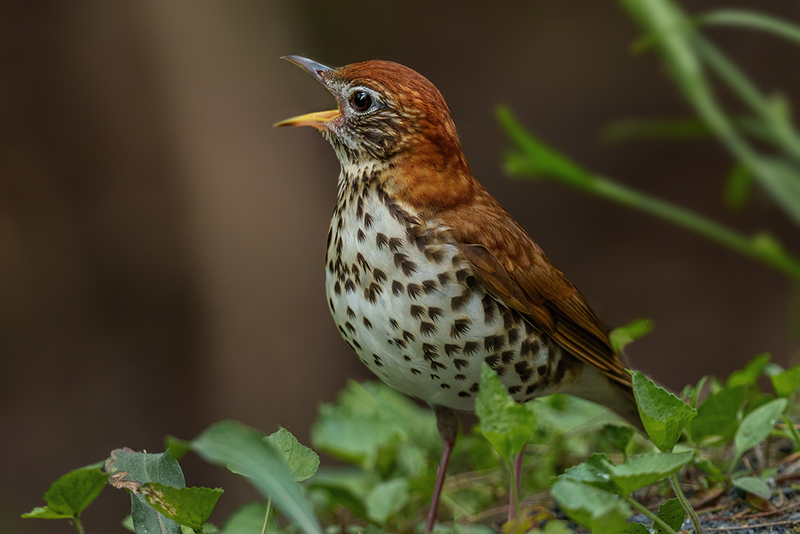 Wood Thrush 2306.jpg