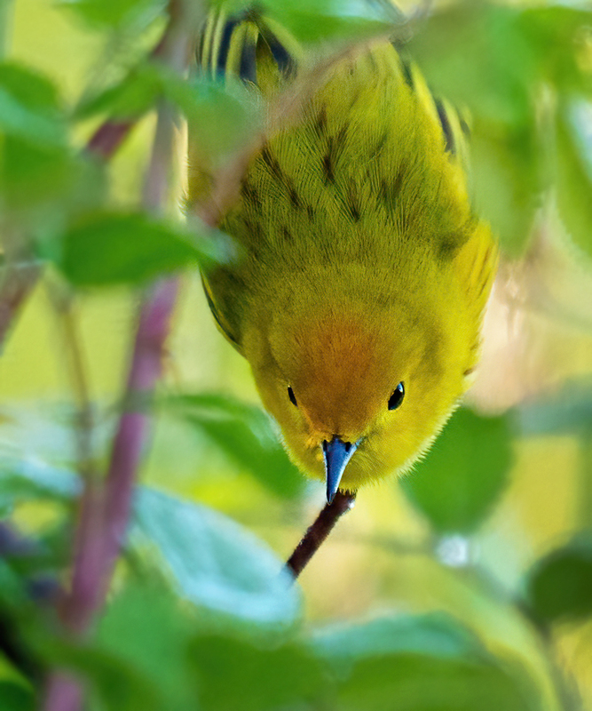 Yellow Warbler 2301(1).jpg