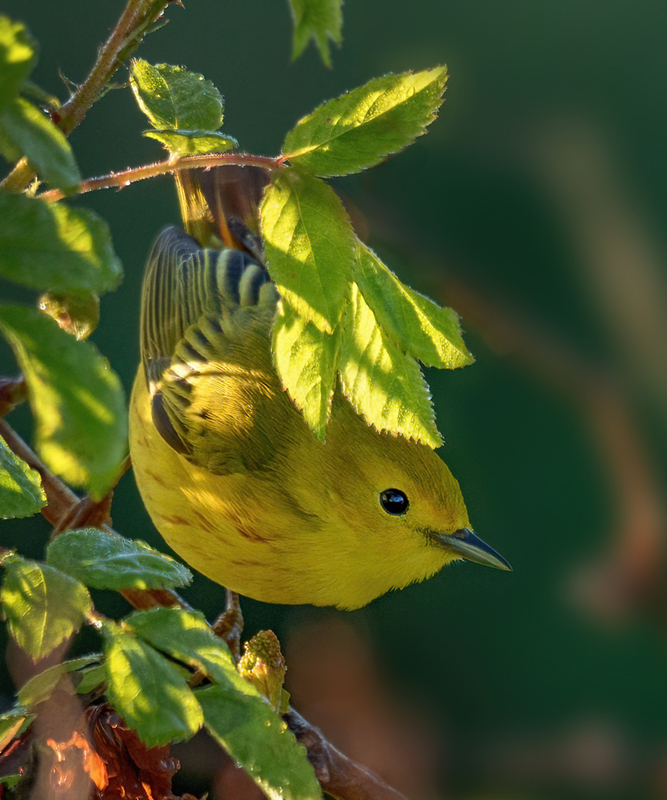 Yellow Warbler 2302.jpg
