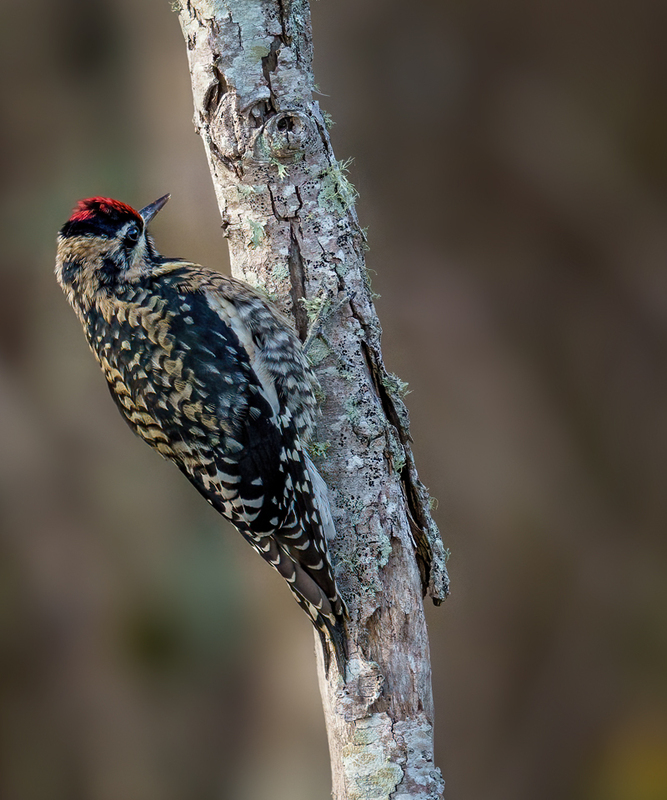 Yellow-bellied Sapsucker 2320.jpg :: Yellow-bellied Sapsucker - female (Sphyrapicus varius) Trinity River Island Recreation Area, Chambers County, Texas