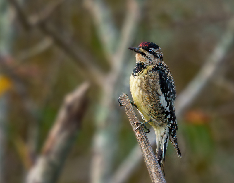 Yellow-bellied Sapsucker 2322.jpg :: Yellow-bellied Sapsucker - female (Sphyrapicus varius) Trinity River Island Recreation Area, Chambers County, Texas