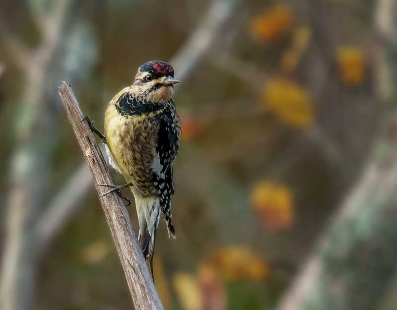 Yellow-bellied Sapsucker 2323.jpg :: Yellow-bellied Sapsucker - female (Sphyrapicus varius) Trinity River Island Recreation Area, Chambers County, Texas