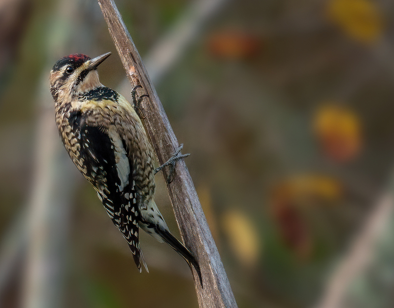 Yellow-bellied Sapsucker 2325.jpg :: Yellow-bellied Sapsucker - female (Sphyrapicus varius) Trinity River Island Recreation Area, Chambers County, Texas