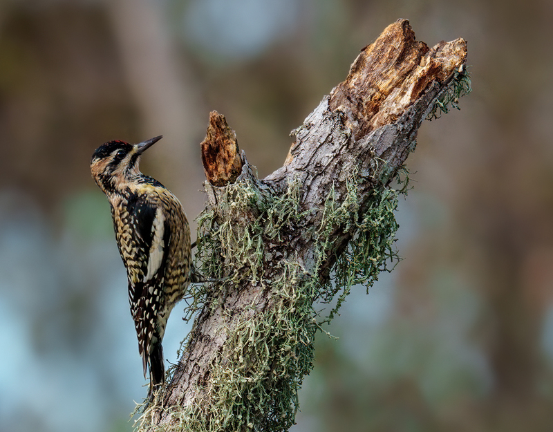 Yellow-bellied Sapsucker 2326.jpg :: Yellow-bellied Sapsucker - female (Sphyrapicus varius) Trinity River Island Recreation Area, Chambers County, Texas