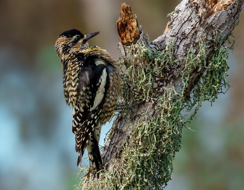 Yellow-bellied Sapsucker 2327.jpg :: Yellow-bellied Sapsucker - female (Sphyrapicus varius) Trinity River Island Recreation Area, Chambers County, Texas