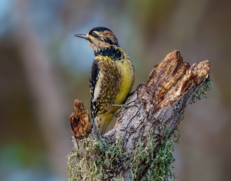 Yellow-bellied Sapsucker 2328.jpg :: Yellow-bellied Sapsucker - female (Sphyrapicus varius) Trinity River Island Recreation Area, Chambers County, Texas