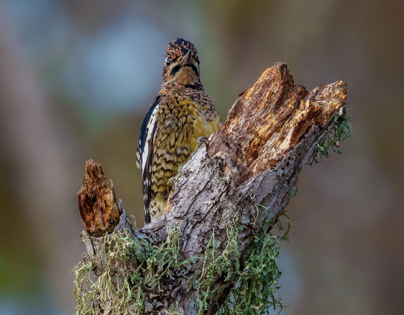 Yellow-bellied Sapsucker 2329.jpg :: Yellow-bellied Sapsucker - female (Sphyrapicus varius) Trinity River Island Recreation Area, Chambers County, Texas