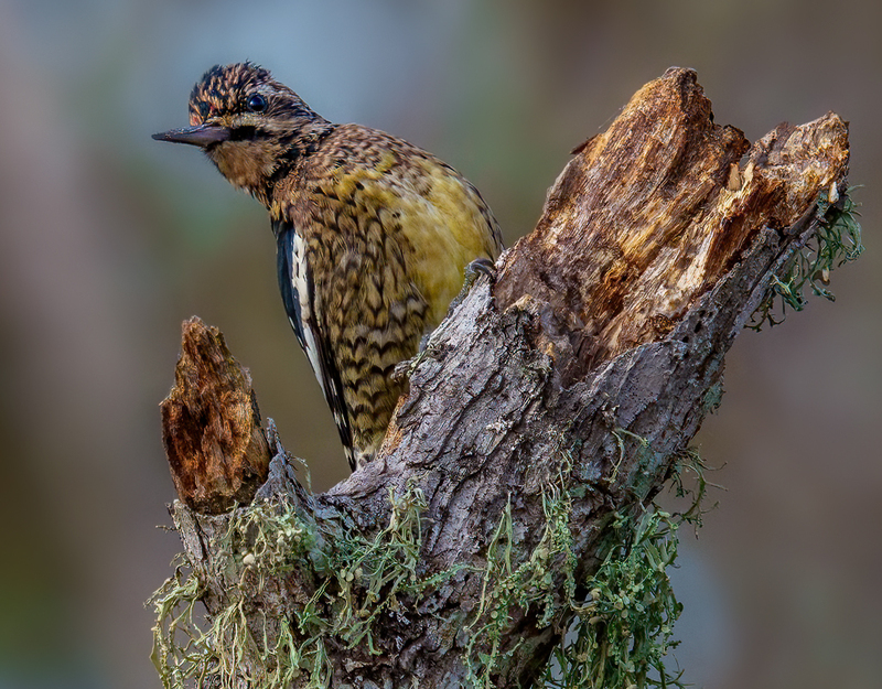 Yellow-bellied Sapsucker 2330.jpg :: Yellow-bellied Sapsucker - female (Sphyrapicus varius) Trinity River Island Recreation Area, Chambers County, Texas