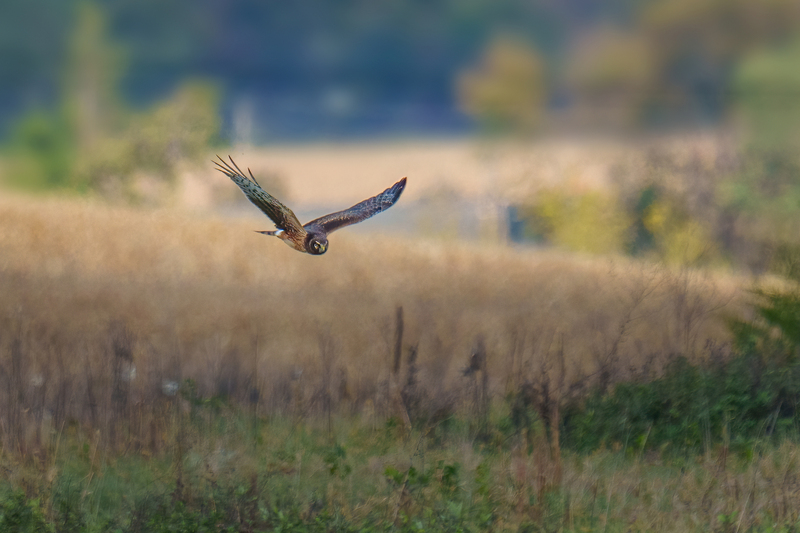 Northern Harrier - juvenile male 2300.jpg :: Northern Harrier - juvenile male (Circus cyaneus) Adams County Pennsylvania