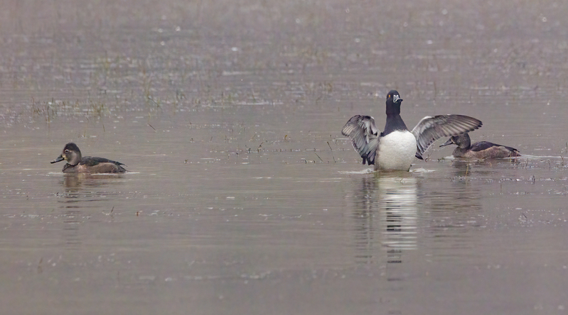 Ringneck Ducks 2202.jpg :: Ring-necked Duck (Aythya collaris) Long Arm Reservoir, York County, Pennsylvania