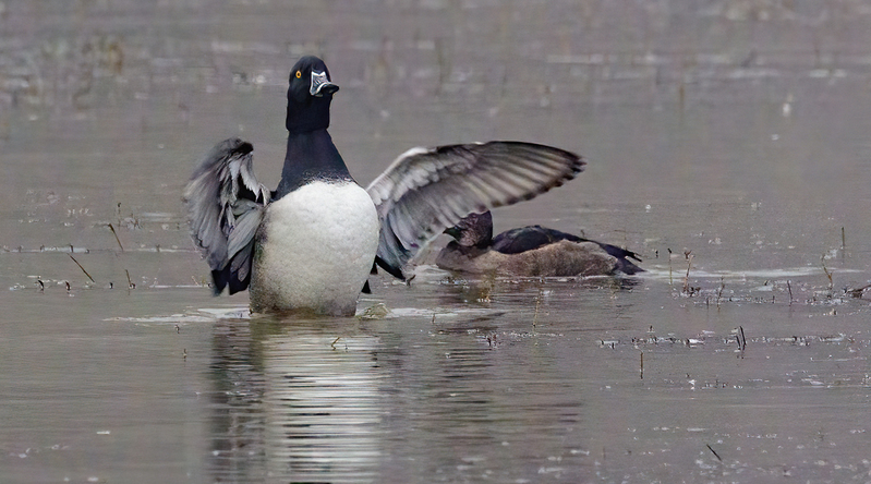 Ringneck Ducks 2203(1).jpg :: Ring-necked Duck (Aythya collaris) Long Arm Reservoir, York County, Pennsylvania