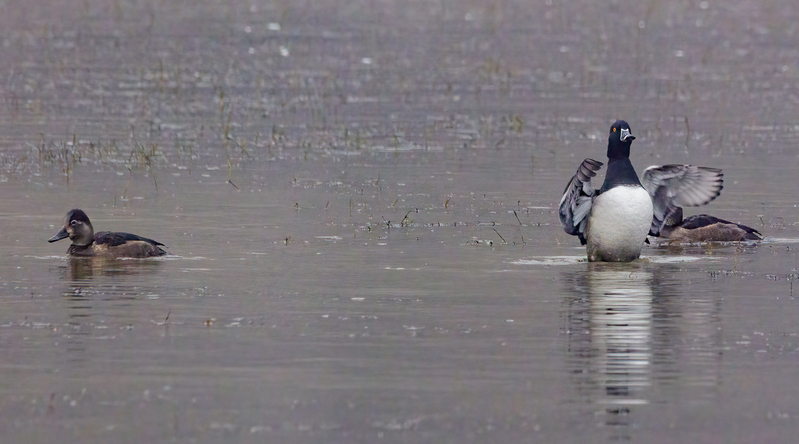 Ringneck Ducks 2204.jpg :: Ring-necked Duck (Aythya collaris) Long Arm Reservoir, York County, Pennsylvania