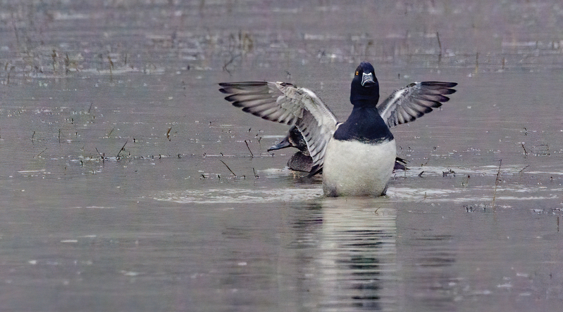 Ringneck Ducks 2205.jpg :: Ring-necked Duck (Aythya collaris) Long Arm Reservoir, York County, Pennsylvania