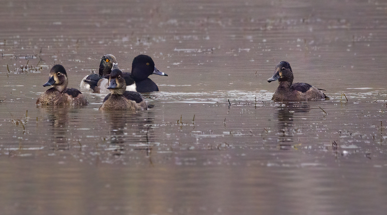 Ringneck Ducks 2207.jpg :: Ring-necked Duck (Aythya collaris) Long Arm Reservoir, York County, Pennsylvania