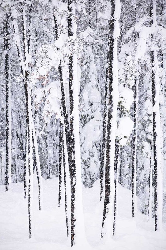 CA2023022 Snowtrees.jpg :: Snow Trees
