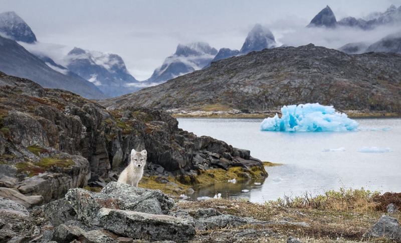 GL2024_008w ArticFox.jpg :: Artic Fox