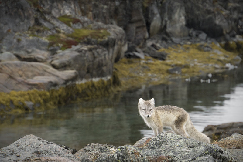 GL2024_009w ArticFox.jpg :: Artic Fox 2