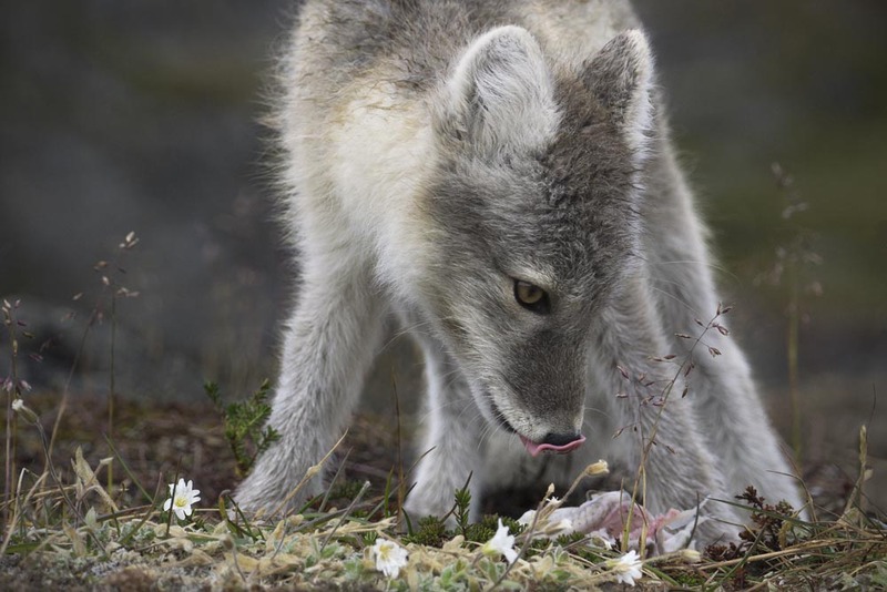 GL2024_010w SilverFox.jpg :: Vulpes lagopus / Artic Fox