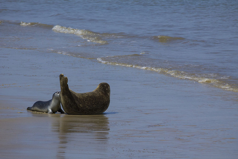 NL12F005 SealMomPup.jpg :: Seal Family