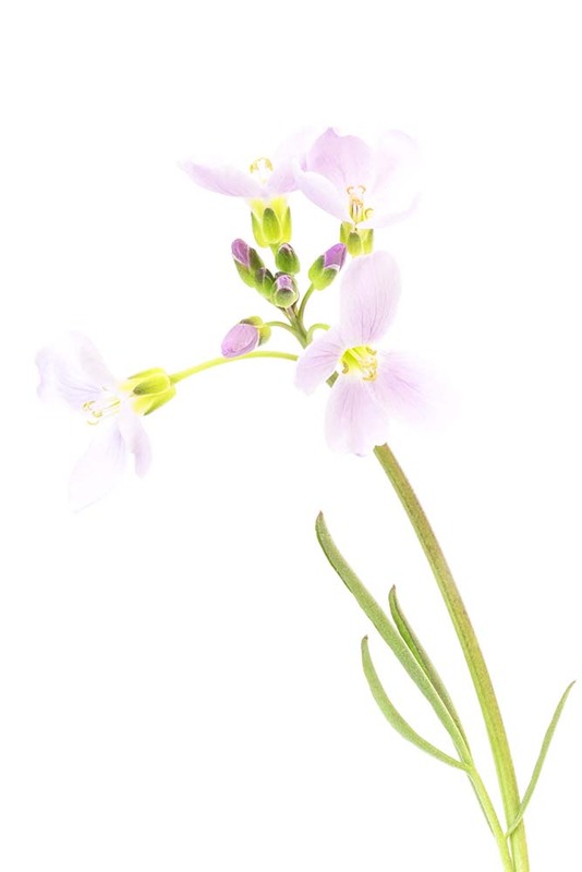 NL17FL002 CardaminePratensis2.jpg :: Cuckoo-flower 2